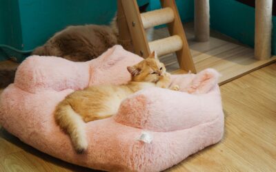 Zoetis Aktie (WKN: A1KBYX) – Der unsichtbare Riese der Tiergesundheit